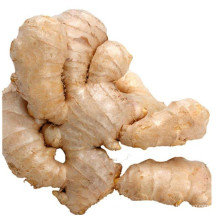 best quality fresh ginger from China expoter